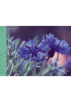 Альбом для рисования 40л. Склейка. Нежные васильки