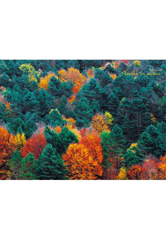 Альбомы для рисования 40л. Гребень, Панорама леса