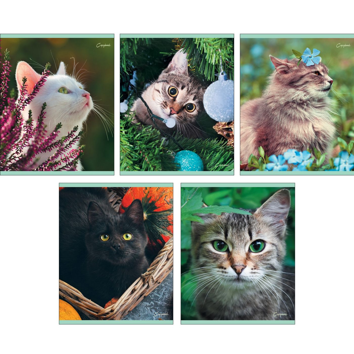 Кликните для увеличения изображения