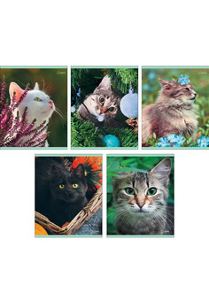 Тетради А5 48л. Скрепка. Линия. Кот без забот